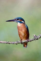 Martín pescador