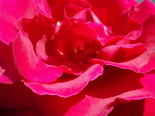 Bright Pink Rose