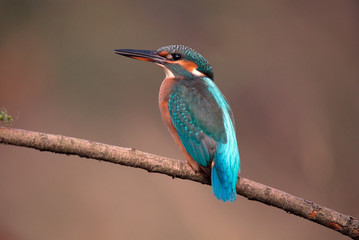 martín pescador