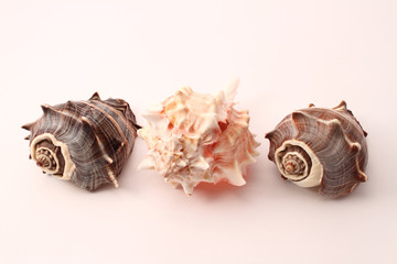 kings crown seashells