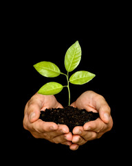 A sprout in palms as a symbol of nature protection