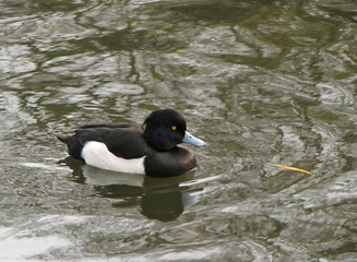 Tufted Duck