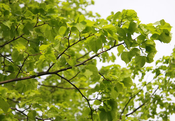 Fototapeta na wymiar Linden (Lime) tree branches