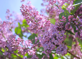 Fragrant lilac bush