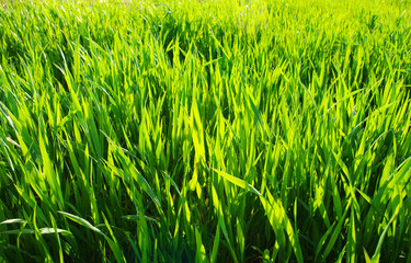 background green lawn