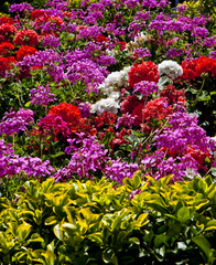 Fototapeta premium Purple Red and White Flowers