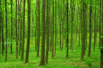 green forest