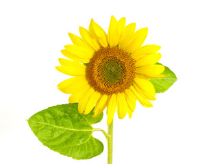 Yellow sunflower
