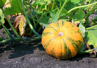 Orange pumpkin on vegetable garden