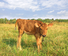 funny calf on rural meadow