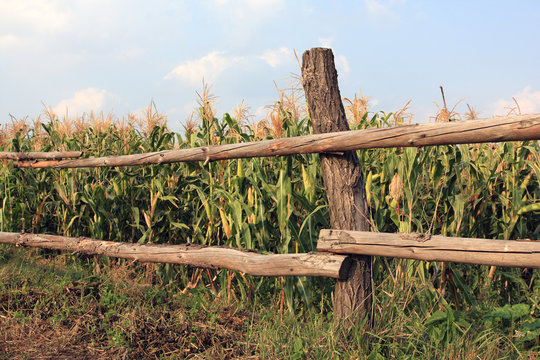 fence near corn fild at evening sunlight