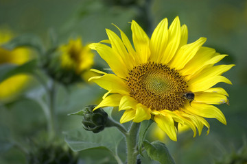 sunflower