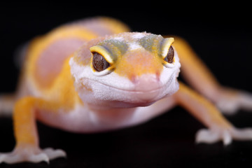 leopard gecko eublepharis macularius