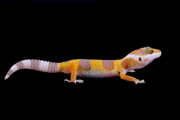 Obraz premium leopard gecko eublepharis macularius