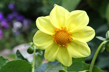 Yellow dahlia