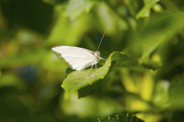 butterfly