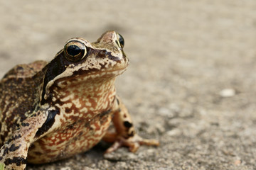 Frosch