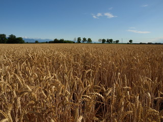 campo di grano1