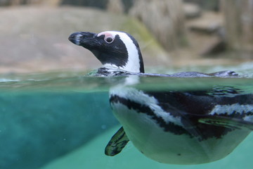 Fototapeta premium El Pingu