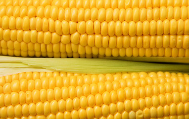 Two corns background