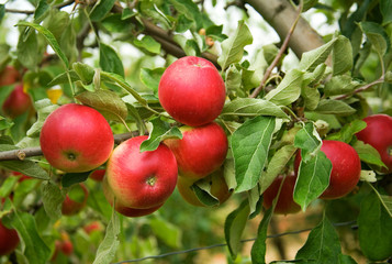 Harvest time