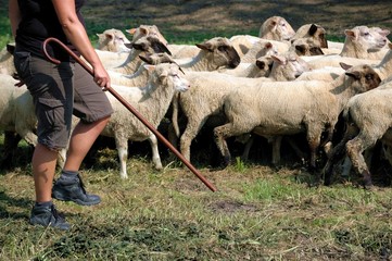 shepherd and sheep herd