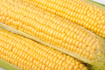 Background from yellow corn cobs