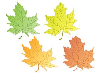 isolated leaves. vector