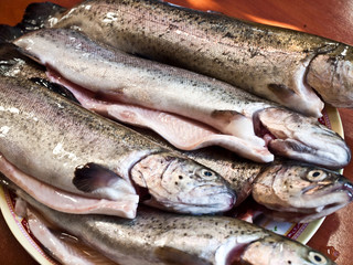 frische Regebogenforellen