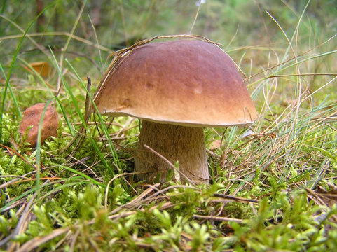 Mushroom white (Boletus edulis)