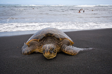 Sea turtle on beach