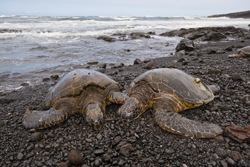 Green sea turtle on beach