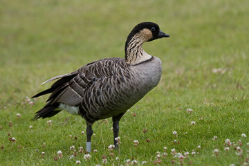 Hawaiian Goose, Nene
