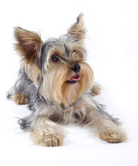 closeup image of small dog (Yorkshire terrier) over white.