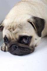Obraz premium closeup picture of a cute pug with sad eyes