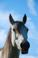 Schimmel-Portrait