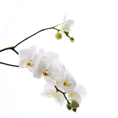 Fototapeta na wymiar Branch of beautiful fresh orchid isolated on white background