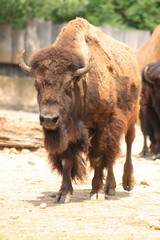 bison