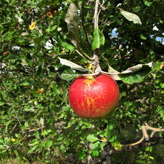 Pomme suspendue au bout d'un rameau.
