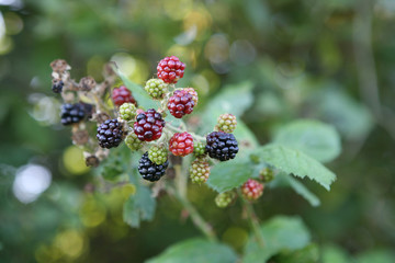 Wilde Brombeeren am Strauch