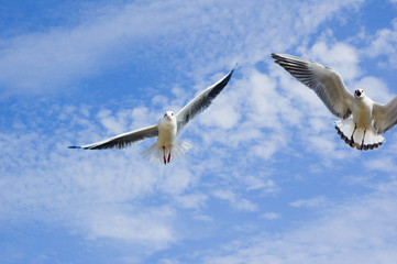 seagull