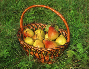 Wicker basket with rich ripe pears on green grass