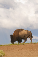 iconic bison in Yellowstone