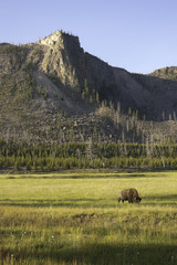 Obraz premium iconic bison in Yellowstone