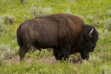 iconic bison in Yellowstone