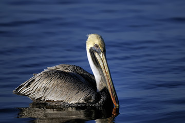 brown pelican, pelecanus occidentalis