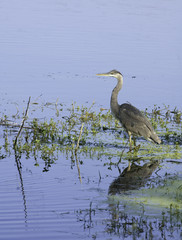 Heron