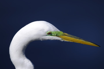 ardea alba, great egret