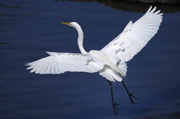 ardea alba, great egret