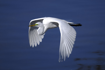 ardea alba, great egret